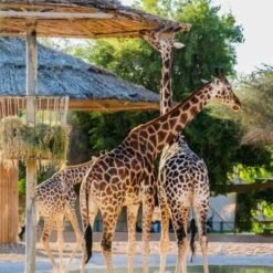 Um Al Quwain Zoo