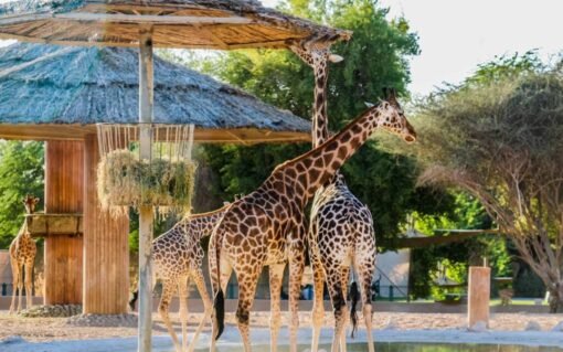 Um Al Quwain Zoo